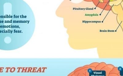 Switching off Stress – The Amygdala Hijack